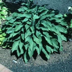 KROSSA REGAL HOSTA 1 KROSSA REGAL HOSTA