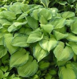 GUACAMOLE HOSTA