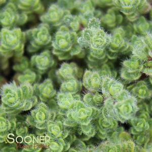 WOOLLY THYME 2 WOOLLY THYME - Image 2