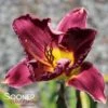 RAINBOW RHYTHM® NOSFERATU DAYLILY