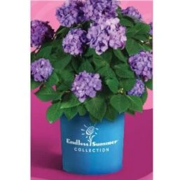 ENDLESS SUMMER® BLOOMSTRUCK® HYDRANGEA -Deals Tend Twig Store DETA5 2693