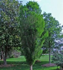 LINDSEY'S SKYWARD™ BALD CYPRESS -Deals Tend Twig Store DETA5 2703