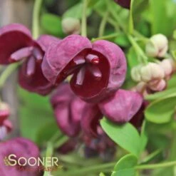 CHOCOLATE VINE -Deals Tend Twig Store DETA5 2715