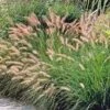 HAMELN DWARF FOUNTAIN GRASS