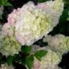 STRAWBERRY SUNDAE® HYDRANGEA