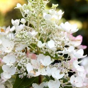 WHITE DIAMONDS® HYDRANGEA 2 WHITE DIAMONDS® HYDRANGEA - Image 2