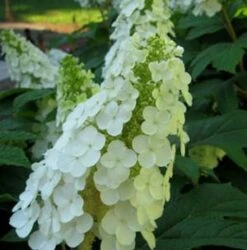GATSBY GAL® OAKLEAF HYDRANGEA -Deals Tend Twig Store DETA5 2958
