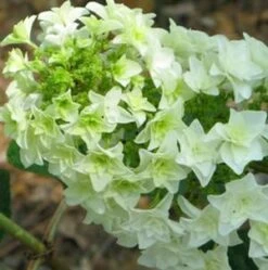 GATSBY STAR® OAKLEAF HYDRANGEA 3 GATSBY STAR® OAKLEAF HYDRANGEA -Deals Tend Twig Store DETA5 2959