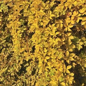 YELLOW WALL® VIRGINIA CREEPER 3 YELLOW WALL® VIRGINIA CREEPER - Image 3