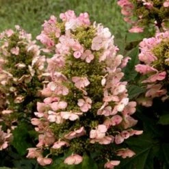 MUNCHKIN DWARF OAKLEAF HYDRANGEA -Deals Tend Twig Store DETA5 2969