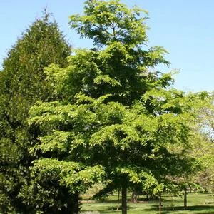 ACCOLADE™ ELM 2 ACCOLADE™ ELM - Image 2