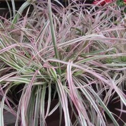 CHERRY SPARKLER FOUNTAIN GRASS -Deals Tend Twig Store DETA5 3222