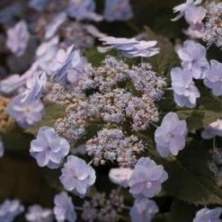 TINY TUFF STUFF™ HYDRANGEA -Deals Tend Twig Store DETA5 3265