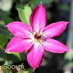 VIVA POLONIA CLEMATIS -Deals Tend Twig Store DETA5 3350