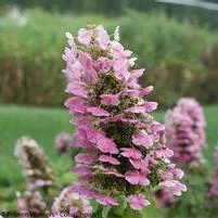 GATSBY PINK® OAKLEAF HYDRANGEA 4 GATSBY PINK® OAKLEAF HYDRANGEA - Image 4