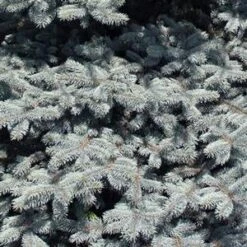 BABY BLUE EYES BLUE SPRUCE 5 BABY BLUE EYES BLUE SPRUCE -Deals Tend Twig Store DETA5 3586