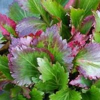 NOVA™ FLAME MUKGENIA 1 NOVA™ FLAME MUKGENIA