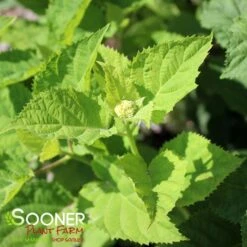 INVINCIBELLE® WEE WHITE HYDRANGEA -Deals Tend Twig Store DETA5 3611