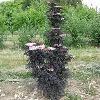 LACED UP® UPRIGHT ELDERBERRY