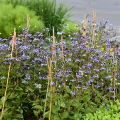 STAND BY ME BUSH CLEMATIS -Deals Tend Twig Store DETA5 3631