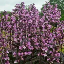 MIDNIGHT MASQUERADE BEARDTONGUE -Deals Tend Twig Store DETA5 3643