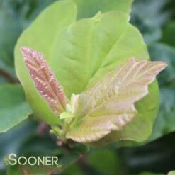 VANESSA PERSIAN IRONWOOD 5 VANESSA PERSIAN IRONWOOD -Deals Tend Twig Store DETA5 3873