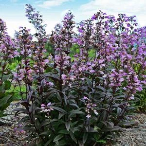 BLACKBEARD BEARDTONGUE 2 BLACKBEARD BEARDTONGUE - Image 2