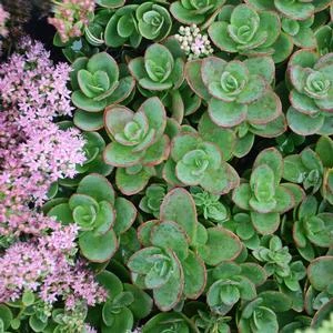 SUNSPARKLER® LIME ZINGER SEDUM 1 SUNSPARKLER® LIME ZINGER SEDUM