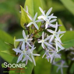 STORM CLOUD BLUE STAR -Deals Tend Twig Store DETA5 4095