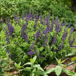 DECADENCE® SPARKLING SAPPHIRES FALSE INDIGO -Deals Tend Twig Store DETA5 4098