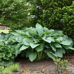 SHADOWLAND® EMPRESS WU HOSTA 2 SHADOWLAND® EMPRESS WU HOSTA - Image 2