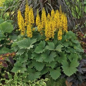 BOTTLE ROCKET GOLDEN RAY 2 BOTTLE ROCKET GOLDEN RAY - Image 2