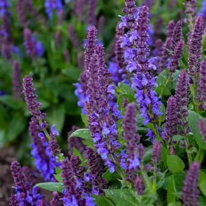 VIOLET PROFUSION MEADOW SAGE 1 VIOLET PROFUSION MEADOW SAGE