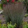 PRAIRIE WINDS® BLUE PARADISE LITTLE BLUESTEM
