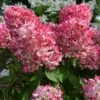 DIAMOND ROUGE® HYDRANGEA