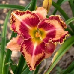 RAINBOW RHYTHM® LAKE OF FIRE DAYLILY