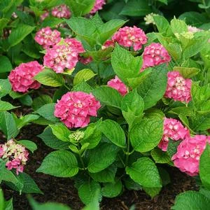 LET'S DANCE BIG BAND® HYDRANGEA 2 LET'S DANCE BIG BAND® HYDRANGEA - Image 2