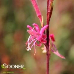 BELLEZA® DARK PINK WAND FLOWER -Deals Tend Twig Store DETA5 4300