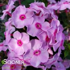 LUMINARY® OPALESCENCE GARDEN PHLOX -Deals Tend Twig Store DETA5 4409