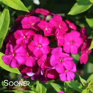 LUMINARY® ULTRAVIOLET GARDEN PHLOX 1 LUMINARY® ULTRAVIOLET GARDEN PHLOX
