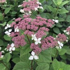 INVINCIBELLE® LACE HYDRANGEA -Deals Tend Twig Store DETA5 4443
