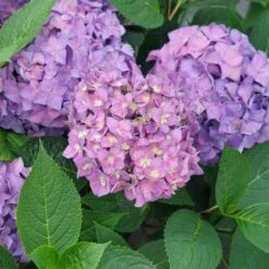 LET'S DANCE ¡ARRIBA!® HYDRANGEA -Deals Tend Twig Store DETA5 4445