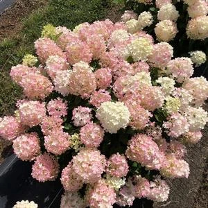 FIRE LIGHT TIDBIT® HYDRANGEA 1 FIRE LIGHT TIDBIT® HYDRANGEA