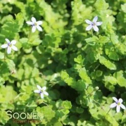 BLUE STAR CREEPER -Deals Tend Twig Store DETA5 446