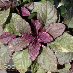 BURGUNDY GLOW AJUGA -Deals Tend Twig Store DETA5 447