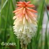 HIGH ROLLER RED HOT POKER