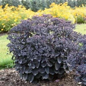 ROCK 'N GROW® BACK IN BLACK SEDUM 2 ROCK 'N GROW® BACK IN BLACK SEDUM - Image 2