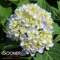IBLOOM® AZURE SKIES™ HYDRANGEA -Deals Tend Twig Store DETA5 5031