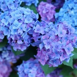 LET'S DANCE LOVABLE® HYDRANGEA