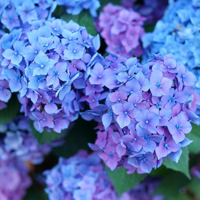 LET'S DANCE LOVABLE® HYDRANGEA 1 LET'S DANCE LOVABLE® HYDRANGEA